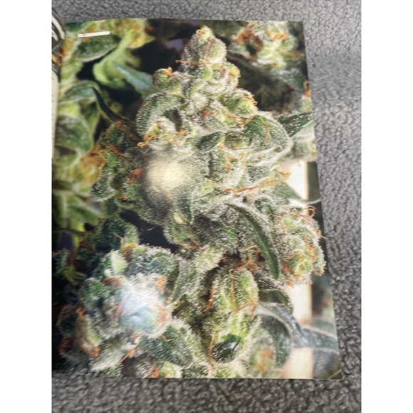 High Times March 2005 Bob Marley Tribute/17th Cannabis Cup - Picture 13 of 16